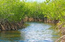 Half-Day Backwater Fishing in Naples, Florida