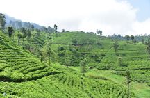 Essence of Sri Lanka 8 Day Tour with Gotrex Tours