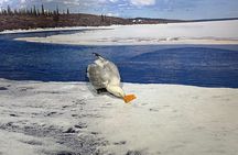 Yellowknife Sightseeing City Tour