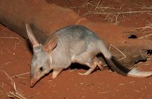  Australian Animal Night Safari