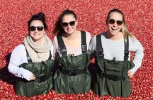 From Toronto: Cranberry Plunge and Hardy Lake Hike Adventure