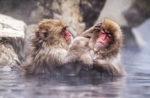 Jigokudani Snow Monkey and Togakushi Shrine Private Tour