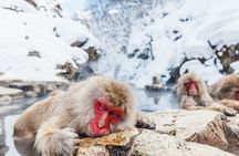 Jigokudani Snow Monkey and Togakushi Shrine Private Tour