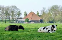 Amsterdam Private Tour Off the Beaten Path