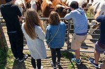 Amsterdam Private Tour Off the Beaten Path