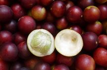 Lima Exotic Fruit Tasting: A Journey Through Peru’s Fruits