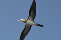 Cruise in Marietas Island with Lunch and Open Bar