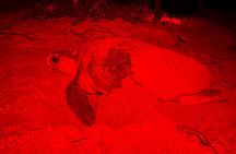 Night Adventure (The fascinating spawning of turtles) 
