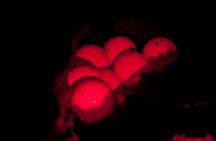Night Adventure (The fascinating spawning of turtles) 