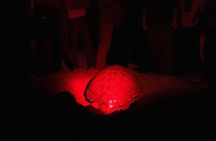 Night Adventure (The fascinating spawning of turtles) 
