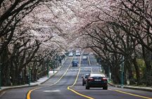 2Days Private Tour Free Schedule with Best Attractions Jeju Place