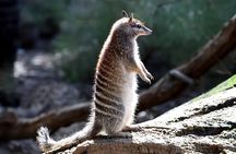  Australian Animal Night Safari