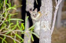  Australian Animal Night Safari