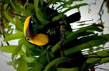 Wildlife rainforest Hiking sloths & Chocolate -Coffee tour