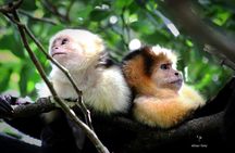 Wildlife rainforest Hiking sloths & Chocolate -Coffee tour