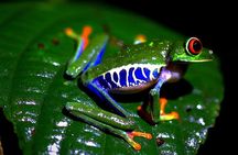 Wildlife rainforest Hiking sloths & Chocolate -Coffee tour
