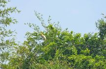 Private Full Day Mekong Delta Tour to Dong Thap Muoi Wetlands 