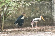 Private Full Day Mekong Delta Tour to Dong Thap Muoi Wetlands 