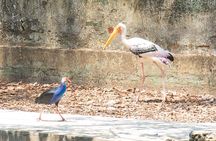 Private Full Day Mekong Delta Tour to Dong Thap Muoi Wetlands 