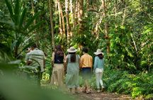 Cairns: Waterfall, Wetlands & Kuranda Scenic Rail All Inclusive 