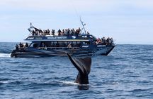  Kaikoura Day Trip including Whale Watch from Christchurch