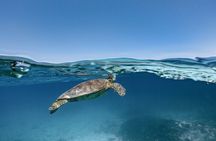 Private snorkeling tour Ishigaki island