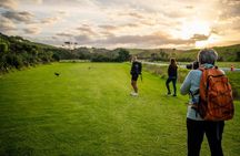 Twilight Wild Kiwi Bird Encounter Private Tour