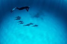 Private Speed Boat to DOLPHINS House & Water activities -HURGHADA