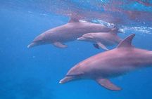 Private Speed Boat to DOLPHINS House & Water activities -HURGHADA