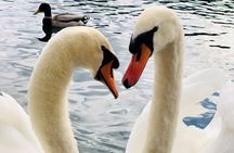 Lake Bled Half Day Private Tour from Ljubljana
