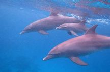 Private Speed Boat Snorkeling with Dolphins Trip - Hurghada