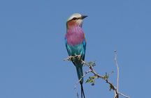 Hluhluwe-iMfolozi Park - Big 5 Full Day Safari