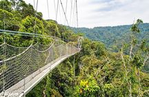 1 Day Canopy Walk Tour to Nyungwe NP