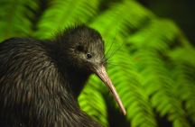 Twilight Wild Kiwi Bird Encounter Private Tour
