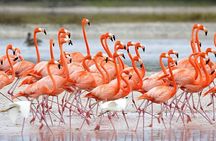 Trinidad and Tobago Flamingos, Scarlet Ibis Tour
