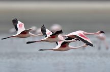 Trinidad and Tobago Flamingos, Scarlet Ibis Tour