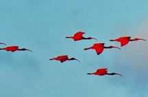 Trinidad and Tobago Flamingos, Scarlet Ibis Tour
