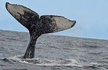 Cape Town: Hermanus Whale Watching Expedition