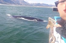 Cape Town: Hermanus Whale Watching Expedition