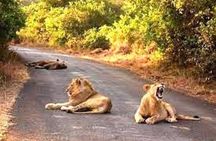 Nairobi National Park and Giraffe Center Private Tour
