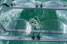 Glass Boat Mangrove Tours Grand Turk, Turks & Caicos Islands 