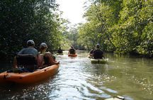3-Hour Damas Mangrove Kayak Tour
