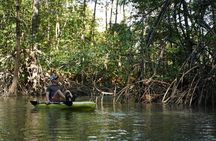 3-Hour Damas Mangrove Kayak Tour