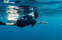 Private Ocean Seafari Swim with Wildlife in SJC