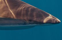 Private Ocean Seafari Swim with Wildlife in SJC