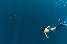 Private Ocean Seafari Swim with Wildlife in SJC