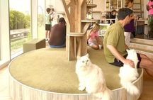 Tokyo: Lucky Cat Temple, Harajuku Cat Café & Optional PM Cat Tour