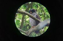 Carara National Park Private Tour