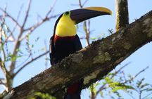 Private Rio Celeste Waterfalls Expedition Costa Rica