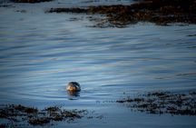 Full Day Snæfellsnes Peninsula Tour, Lava Fields, Seals and Caves